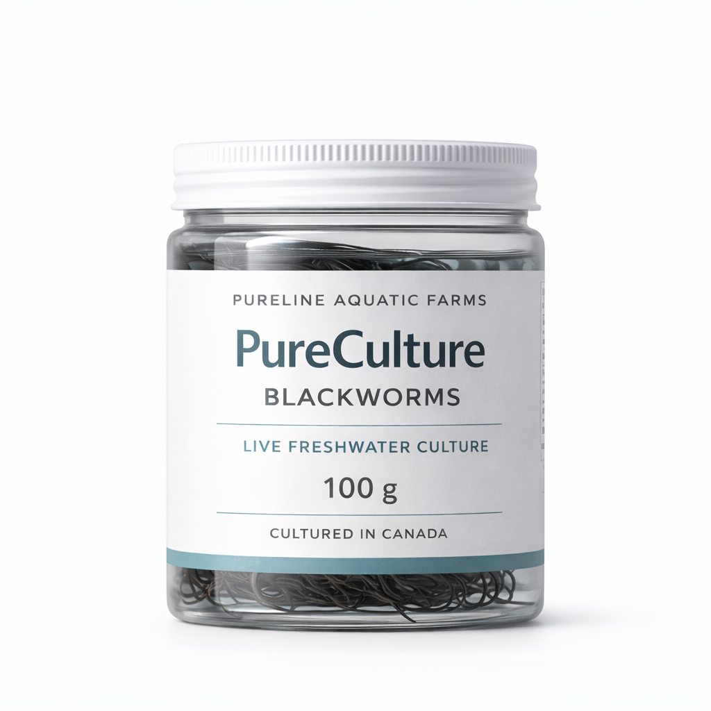 PureCulture Blackworms — 100g