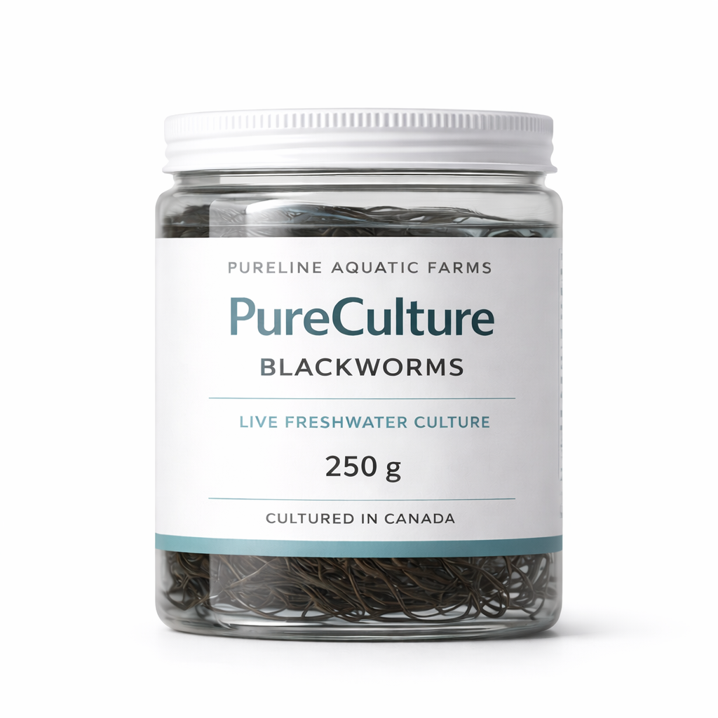 PureCulture Blackworms — 250g