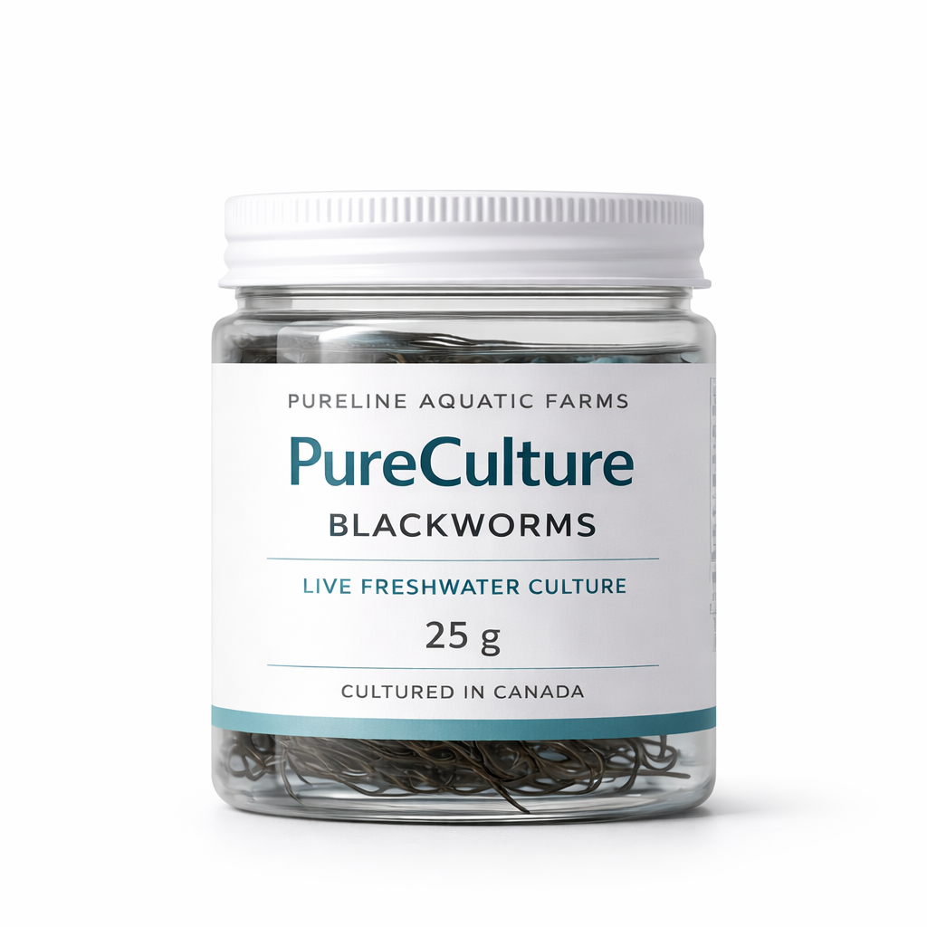 PureCulture Blackworms — 25g
