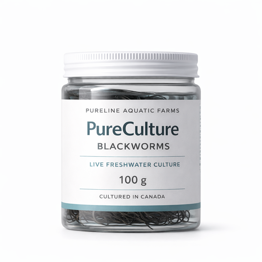 PureCulture Blackworms — 100g